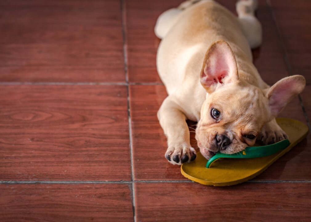 #17. French bulldogs